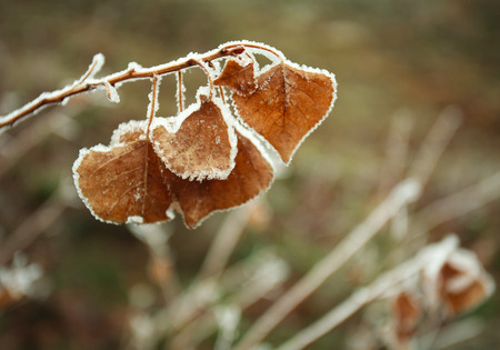 Frozen brown autumn leaves covered with frost closeup, winter nature backgroundの写真素材