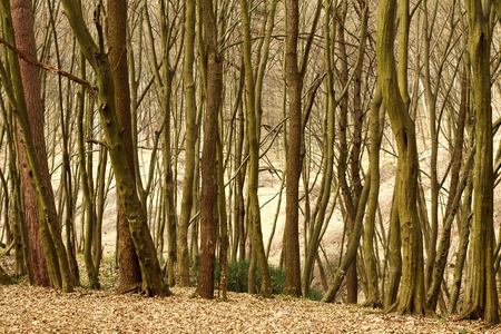 Landscape old deciduous forest with trees, nature background