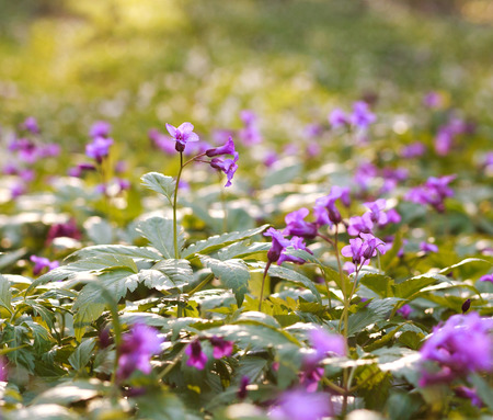 Closeup wild violet flowering meadows, in a spring forest