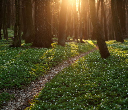 The trail in the flowered spring forest, nature backgroundの写真素材