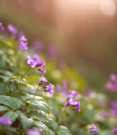 Closeup wild violet flowering meadows, in a spring forestの写真素材