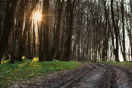 The road in the flowered spring forest at sunset, nature backgroundの写真素材