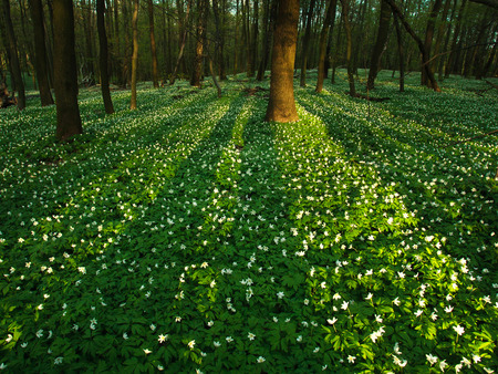Sunset in the blossoming green forest in sunlight and shadows, spring nature backgroundの写真素材