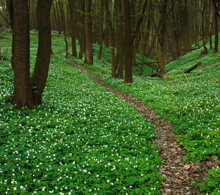 Trail in blossoming green forest, spring nature backgroundの写真素材
