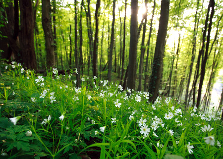 Spring wild flowers in green forest at sunsetの写真素材