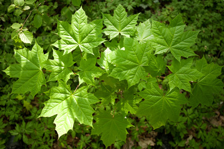 Background of fresh green maple leaves in spring forest