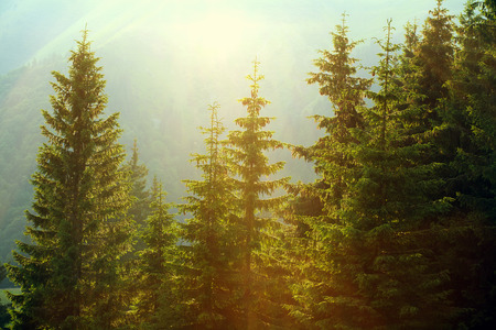 Sunlight in spruce forest in the fog on the background of mountains, at sunsetの写真素材