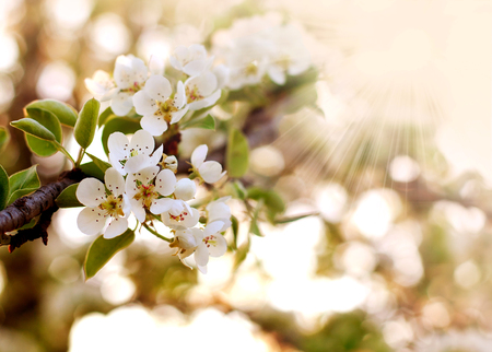 Closeup spring blooming tree in the sunlightの写真素材