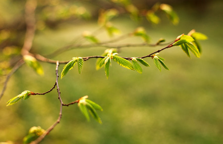 Young branches of trees with green fresh leaves