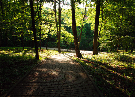 Beautiful sunny evening in the green city park