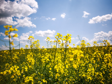 Yellow field of blooming rapeseed on the background of blue skyの写真素材