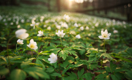 Spring awakening of flowers and vegetation in forest on the background of setting sunの写真素材