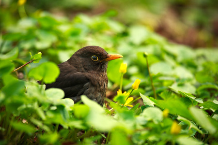 Bird black thrush sitting in a summer green blooming gladeの写真素材
