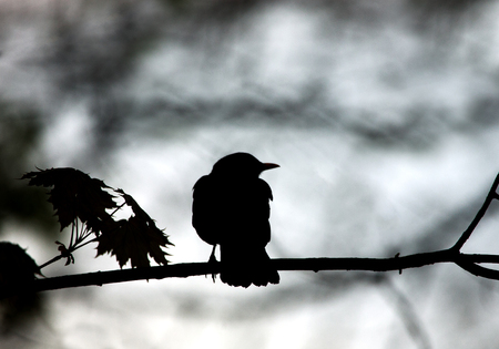 Silhouette of a black bird sitting on a tree branch on a gray backgroundの写真素材