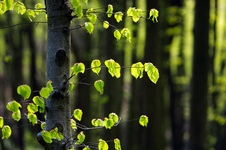 Branch of a tree with green leaves on the background of forest at dawn