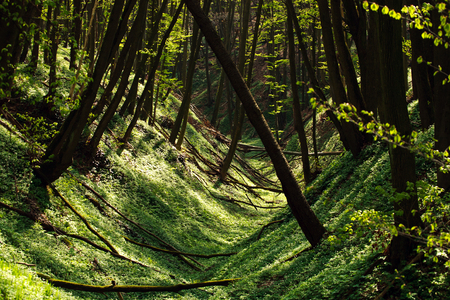 Wild flowering green forest of the treesの写真素材