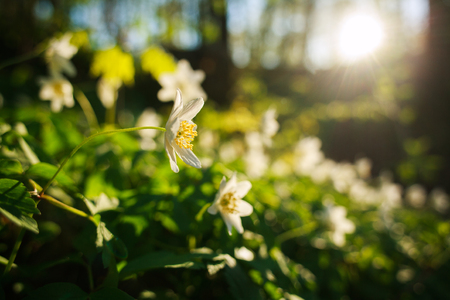 Spring awakening of flowers and vegetation in the summer park on the background of setting sunの写真素材