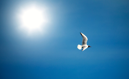 Seagull birds flying on the background of blue sky and sunの写真素材