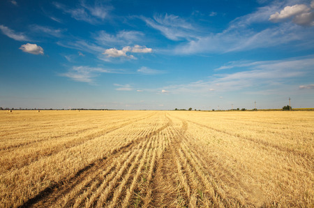 Background landscape of a farm field of harvested wheat on a blue sky with clouds