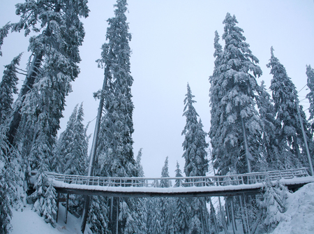 Snow covered wooden bridge in the winter pine forestの写真素材