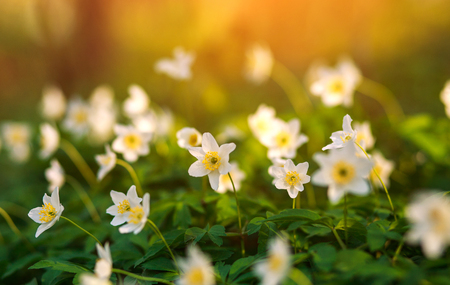 White flowers in a wild meadow bloom in spring at sunset light on green fieldの写真素材