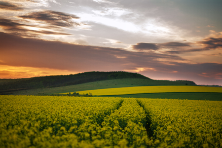 Blooming yellow fields of rapeseed  flowers in the countryside at sunset skyの写真素材
