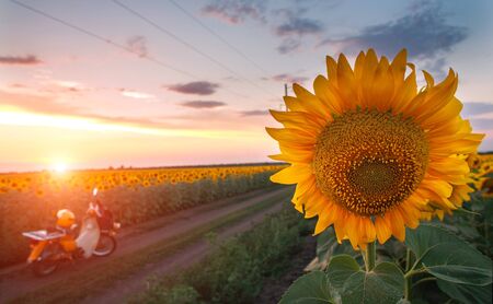 Blooming field of sunflowers in the evening sunset sky, agricultural background farming countrysideの写真素材