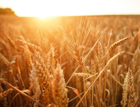 Ripe ears of wheat on a growing field in the rays of the dawn sun lightの写真素材