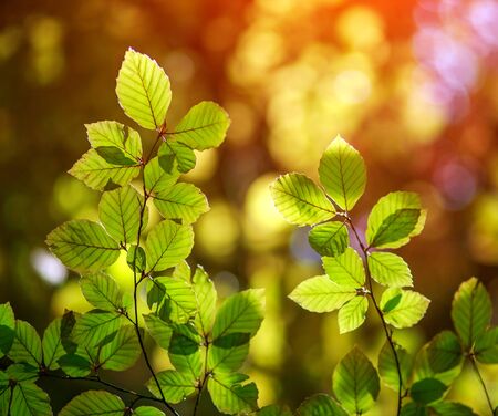 Colorful leaves of trees in autumn in the sunlight beauty nature background
