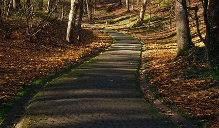 Landscape in the city botanical public park in spring on sun lightの写真素材