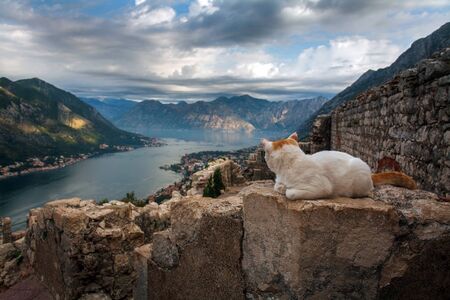 Cat on top of an ancient fortress on the background of Kotor Bay, mountains and skyの写真素材