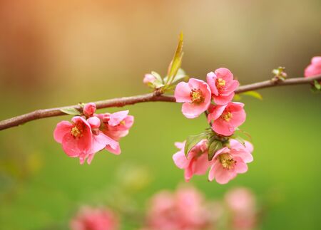 Spring blooming flower of fruit trees in the garden, the awakening and beauty of nature