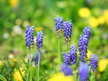 Colorful blooming wildflowers in spring in the meadow, beauty of natureの写真素材