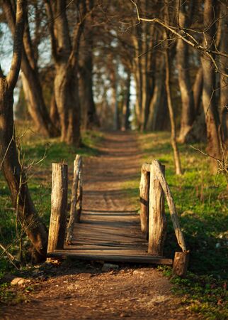 Walking trail through an old wooden bridge in a green forest parkの写真素材