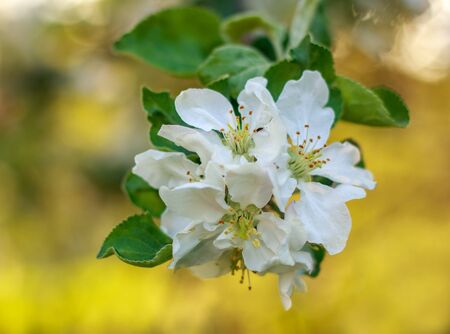 Blooming flowers of apple trees in a spring green fruit garden, growing healthy organic food