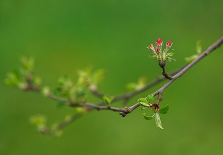 Blooming apple tree flowers in a green spring garden, the awakening of nature