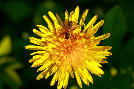 Bee on a flowering yellow dandelion collects pollen and nectar, natural product food from nature
