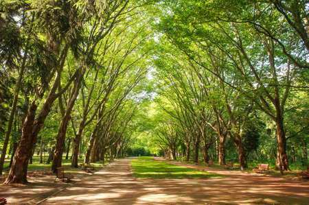 City public green park in summer, footpath on the background of grass and trees lawn, Ukraine, Lviv,...