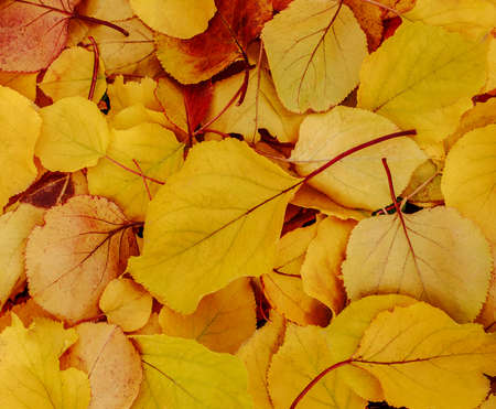Fallen beautiful tree leaves colorful nature seasonality background