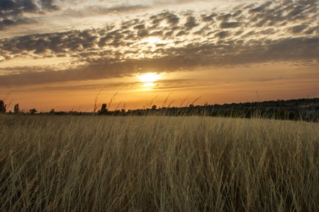 Empty road in a countryside field leading to a forest of trees on the background of colorful sunset sky and cloudsの写真素材