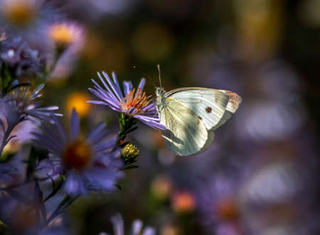 Insect butterfly collects pollen nectar from flower summer meadow, beauty in nature wildlife