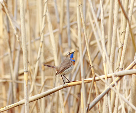 Small colorful bird bluethroat of the nightingale family sits and sings on a dry reed branches, animals in the wildlifeの写真素材