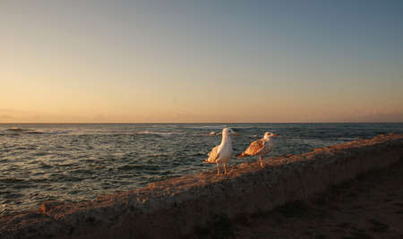 Dreamy landscape of a seagull bird on the sea coast on the background of the sunset sky in clouds