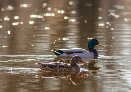 Wild duck mallard swims in the water surface with reflections at sunset, beauty in the wild lifeの写真素材