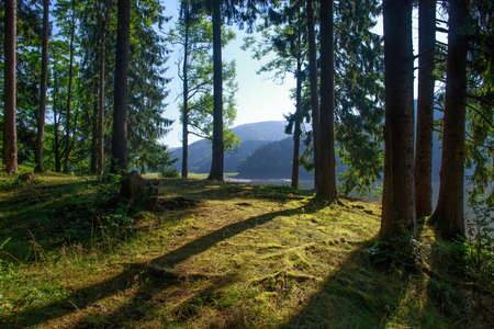 Landscape of coniferous and deciduous green forest, tourism and pure nature of the Ukrainian...