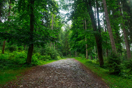 Landscape of coniferous and deciduous green forest, tourism and pure nature of the Ukrainian...