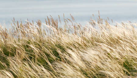 Nature background dry grass ears fluttering in the wind in a meadow
