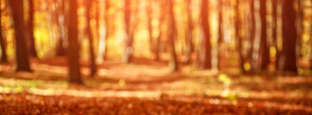 Blurred autumn landscape, background of a forest with yellowed foliage and trees in the sunset lightの写真素材