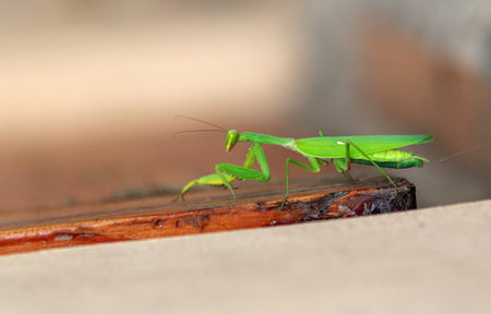 Green praying mantis crawls on the surface close-up, isolated on blurred background, impressive wild...