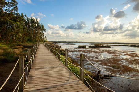 Hiking way on a wooden platform, among a bay and green forest, on the background of a sky with clouds, in the national park , Pedestrian paths of Aveiro Portugalの写真素材